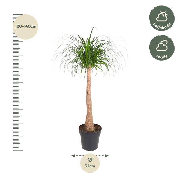 Elefantenfuß – Beaucarnea 120cm – Ø32cm – Zimmerpflanze mit dickem Stamm & hängenden Blättern – Pflegeleichte exotische Grünpflanze für Wohnzimmer, Büro & Wintergarten 