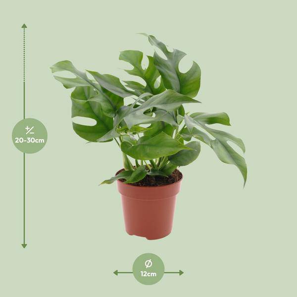 Fensterblatt - Monstera Minima - Zimmerpflanze - Ø12cm - ↕25cm 
