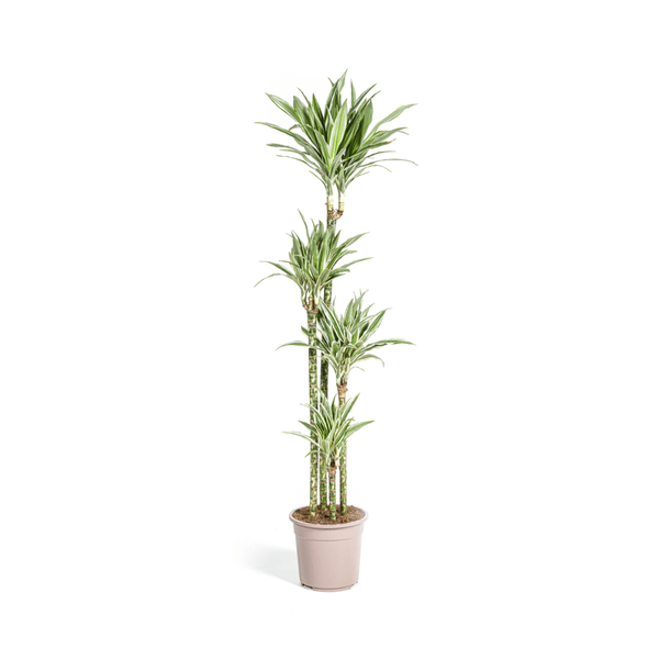 Drachenbaum Dracaena Deremensis White Stripe – Zimmerpflanze – Ø27 cm Topf – Höhe 180 cm – Elegante Blattzeichnung & pflegeleicht 