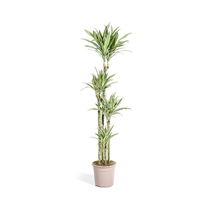 Drachenbaum Dracaena Deremensis White Stripe – Zimmerpflanze – Ø27 cm Topf – Höhe 180 cm – Elegante Blattzeichnung & pflegeleicht 
