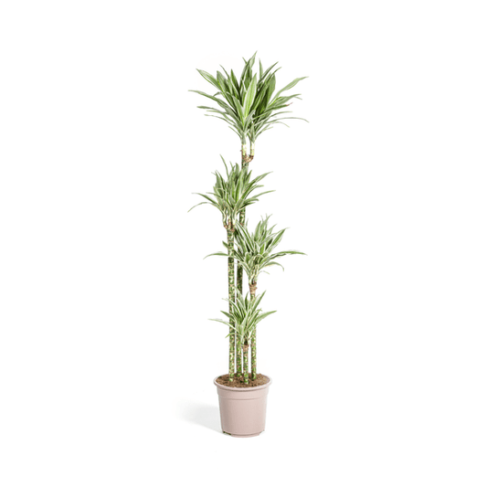 Drachenbaum Dracaena Deremensis White Stripe – Zimmerpflanze – Ø27 cm Topf – Höhe 180 cm – Elegante Blattzeichnung & pflegeleicht 