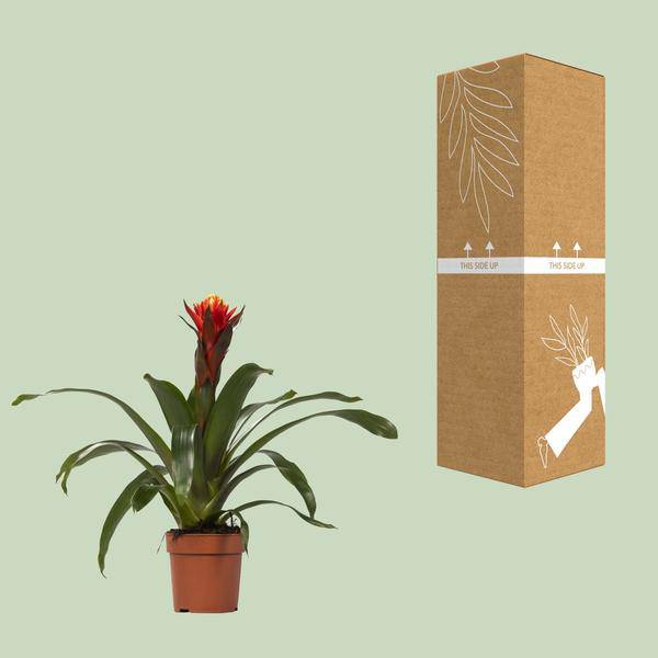 Bromelie - Guzmania Happiness - Zimmerpflanze - Ø12cm ↕45cm 