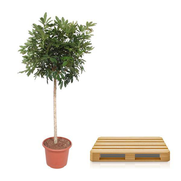 Strahlenaralie – Schefflera Arboricola Compacta – Große Zimmerpflanze 190 cm – Immergrün & Pflegeleicht – Ø45 cm Topf – Ideal für Büro & Wohnzimmer 