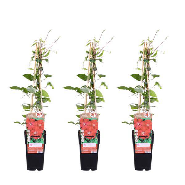 Waldrebe - Clematis Rouge Cardinal - ↨65cm - Ø15cm - 3 Stück 