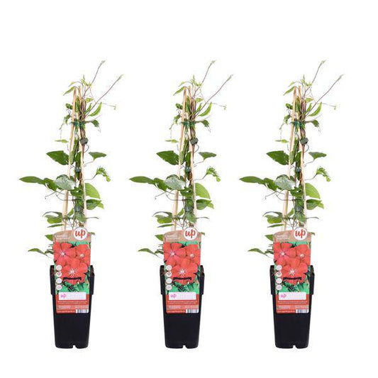 Waldrebe - Clematis Rouge Cardinal - ↨65cm - Ø15cm - 3 Stück 
