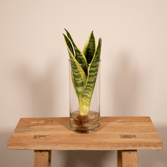 Sansevieria im Glaszylinder – Ø12cm – ↕30cm – Pflegeleichte Zimmerpflanze im dekorativen Glasgefäß – Luftreinigend & robust – Für Wohnzimmer, Büro oder Schlafzimmer 