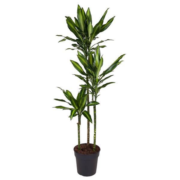 Drachenbaum – Dracaena Cintho 160cm – Ø24cm – Elegante Zimmerpflanze mit zweifarbigen Blättern – Tropische Grünpflanze für Wohnzimmer, Büro & Innenräume 