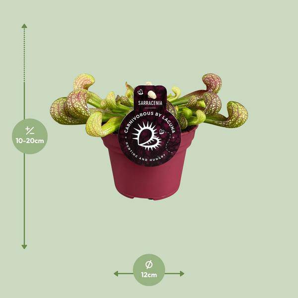 Papageien-Schlauchpflanze Sarracenia Psittacina – Zimmerpflanze – Ø12cm – ↕13cm – Exotische Fleischfressende Pflanze – Pflegeleicht & Halbschatten geeignet – Für Innenräume & kleine Gärten 