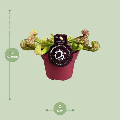 Papageien-Schlauchpflanze Sarracenia Psittacina – Zimmerpflanze – Ø12cm – ↕13cm – Exotische Fleischfressende Pflanze – Pflegeleicht & Halbschatten geeignet – Für Innenräume & kleine Gärten 