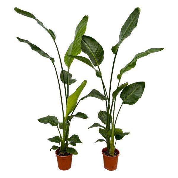 Strelitzia Nicolai – Baum-Strelitzie – 2 Stück – Zimmerpflanzen ca. 130cm – ø17cm – Weißer Paradiesvogel – Tropische XL-Grünpflanzen für Wohnzimmer, Büro & Wintergarten 