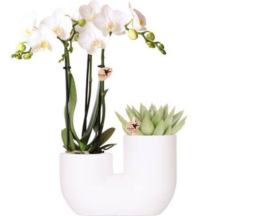 Amabilis Orchidee Weiß & Sukkulente im Tube-Dekotopf Weiß Ø9cm – Pflanzset – Elegantes Duo aus Orchidee mit 2–3 Blütenstielen & moderner Sukkulente – Zimmerpflanze für Wohnzimmer & Büro 