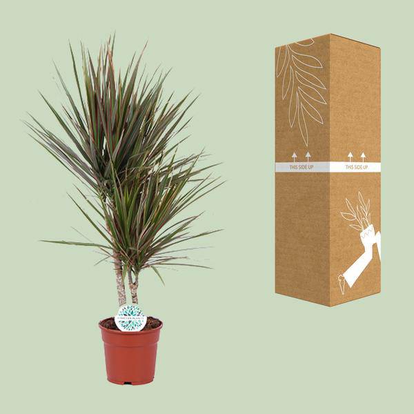 Drachenbaum - Dracaena Bicolor - Zimmerpflanze - Ø17cm - ↕75cm 
