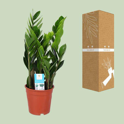 Glücksfeder - Zamioculcas Zamiifolia - Zimmerpflanze - Ø17cm - ↕60cm 