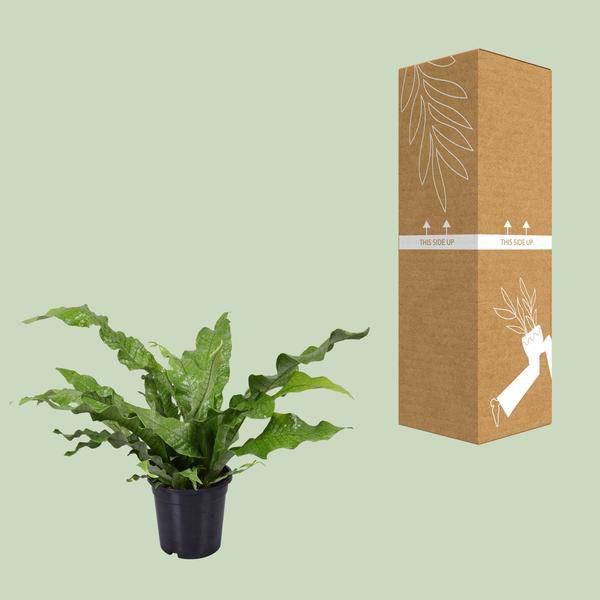 Känguru-Farn - Microsorum Diversifolium - Zimmerpflanze - Ø17cm - ↕45cm 