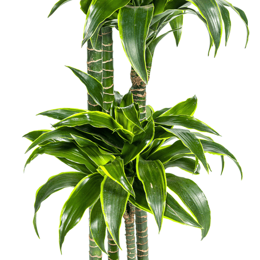 Drachenbaum Dracaena Deremensis Dorado – Zimmerpflanze – Ø27cm Topf – 180 cm Höhe – Elegante, langlebige Blattpflanze 
