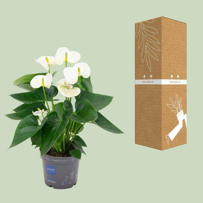 Flamingoblume – Anthurium Weiß – Zimmerpflanze Ø12cm – Höhe ca. 43cm – Elegante tropische Blühpflanze mit herzförmigen Blättern – Luftreinigende Zimmerdekoration für Wohnzimmer & Büro 