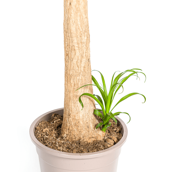 Beaucarnea Recurvata – Elefantenfuß – Zimmerpflanze – Ø12cm – ↕25cm – Pflegeleichte Sukkulente mit markantem Stamm – Luftreinigende Pflanze für Zuhause & Büro 