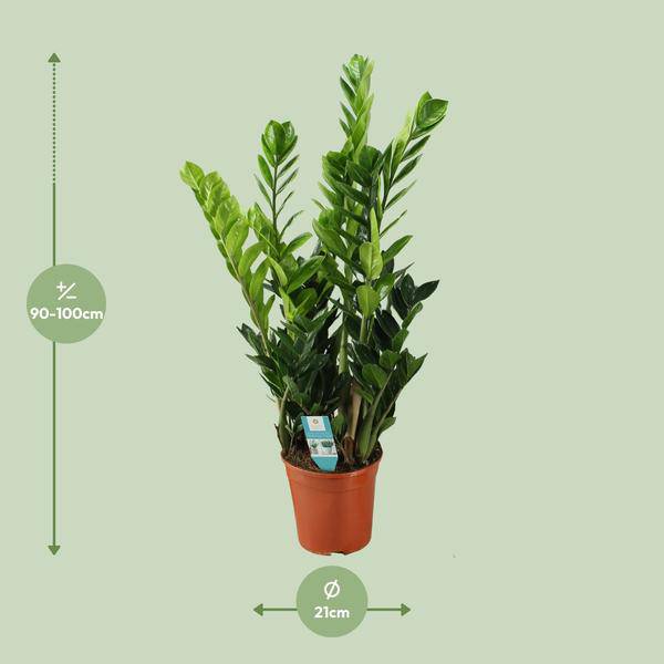 Glücksfeder Zamioculcas – Zimmerpflanze – Ø21cm – ca. 100cm hoch – Luftreinigend & pflegeleicht – Für halbschattige Innenbereiche 