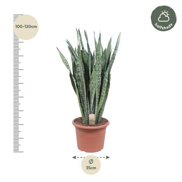 Ceylon-Bogenhanf – Sansevieria Zeylenica – Zimmerpflanze 110cm – Ø35cm – Pflegeleichte Grünpflanze für Wohnzimmer, Büro & Schlafzimmer – Luftreinigende Pflanze 