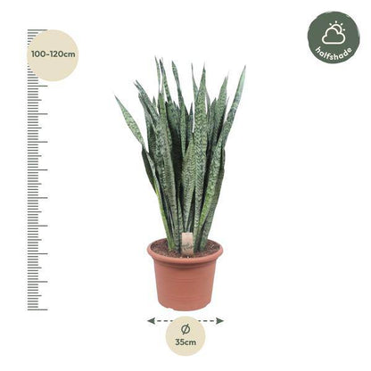 Ceylon-Bogenhanf – Sansevieria Zeylenica – Zimmerpflanze 110cm – Ø35cm – Pflegeleichte Grünpflanze für Wohnzimmer, Büro & Schlafzimmer – Luftreinigende Pflanze 