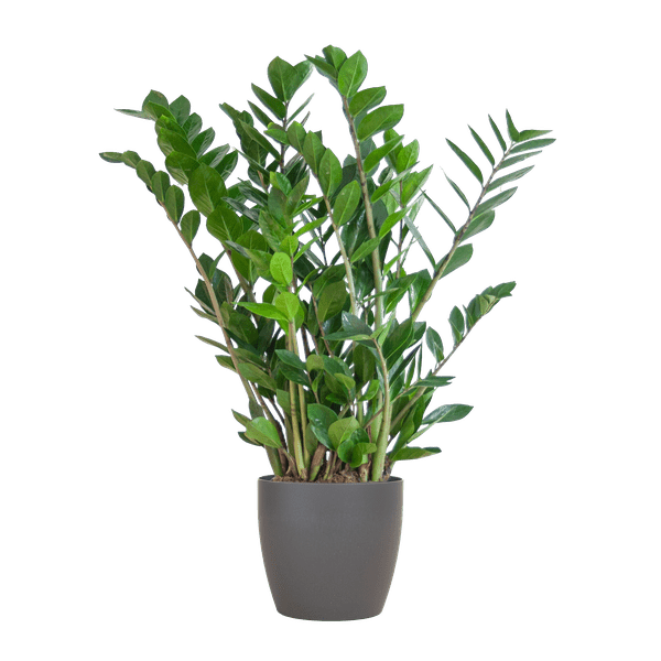 Zamioculcas Zamiifolia Glücksfeder – robuste Zimmerpflanze ↕80cm Ø21cm – pflegeleichte Smaragdpalme im nachhaltigen Viber Topf Grau 