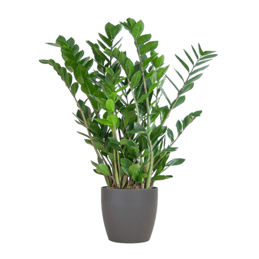 Zamioculcas Zamiifolia Glücksfeder – robuste Zimmerpflanze ↕80cm Ø21cm – pflegeleichte Smaragdpalme im nachhaltigen Viber Topf Grau 