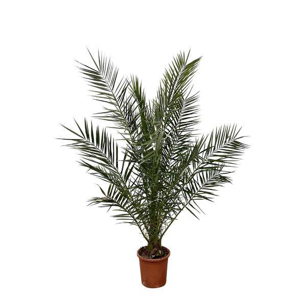 Phönix Canariensis – Kanarische Dattelpalme – Palme ca. 180cm hoch – Ø24cm – Exotische Zimmer- & Gartenpflanze 