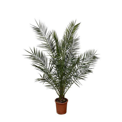 Phönix Canariensis – Kanarische Dattelpalme – Palme ca. 180cm hoch – Ø24cm – Exotische Zimmer- & Gartenpflanze 