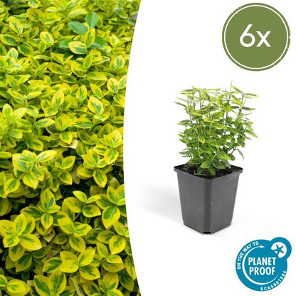 Spindelstrauch Euonymus fortunei 'Emerald 'n Gold' – 6 Pflanzen – ↕10-25cm – Ø9cm – Immergrün, gelb-grünes Laub – Hecke, Beet & Solitär – Pflegeleicht 