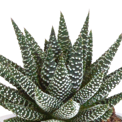 Sukkulente - Gasteria/Haworthia - Mix 8,5cm - 3 Stück + Topf 