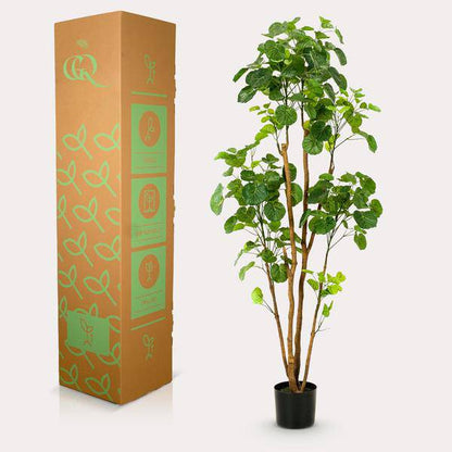 Kunstpflanze - Polyscias - Aralia - 160 cm 