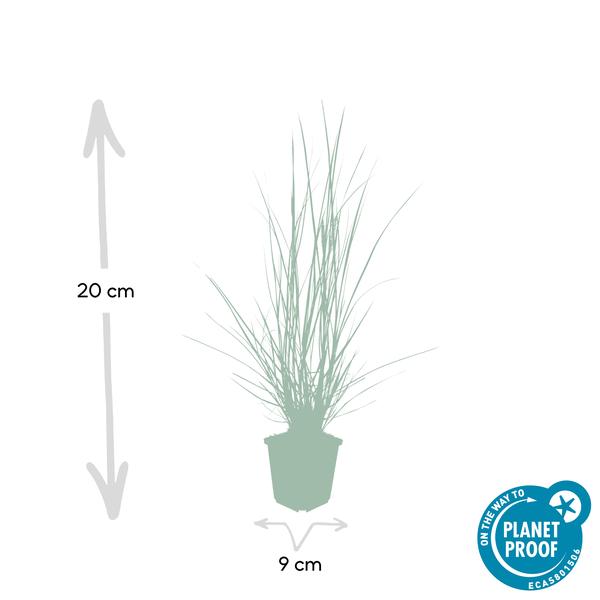 Lampenputzergras Pennisetum alopecuroides 'Hameln' – ↕10-25cm – Ø9cm – 6 Pflanzen – Cremige Blüten von August–Herbst – Pflegeleichtes Ziergras für Garten & Pflanzgefäße 