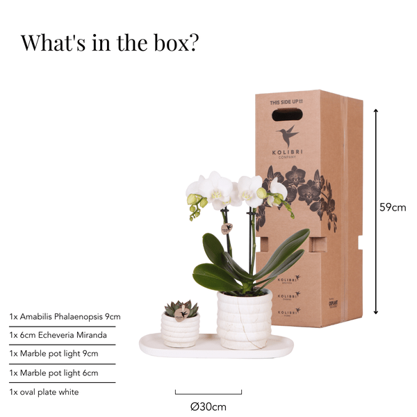 Phalaenopsis Orchidee Lausanne Weiß + Sukkulente – Pflanzenset – Zimmerpflanze inkl. Keramik Topfset im Marmor-Design & Tablett – Elegantes Geschenkset für Wohnzimmer, Büro & Dekoration 