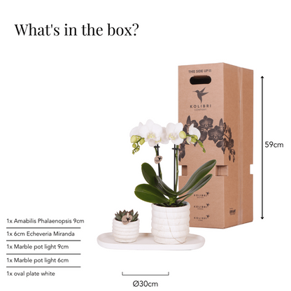 Phalaenopsis Orchidee Lausanne Weiß + Sukkulente – Pflanzenset – Zimmerpflanze inkl. Keramik Topfset im Marmor-Design & Tablett – Elegantes Geschenkset für Wohnzimmer, Büro & Dekoration 