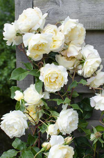 Weiße Kletterrose - Rosa Crazy in love 'Vanilla' - ↨65cm - Ø15cm - 3 Stück 