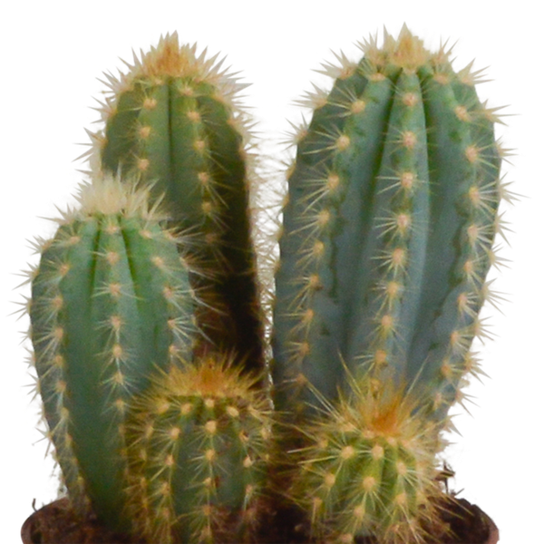 Kaktus - Cereus - Mix - Zimmerpflanze - 10,5 cm - 3 Stück + Terracotta-Topf 