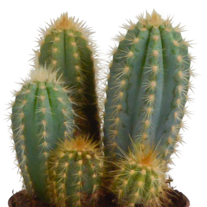 Kaktus - Cereus - Mix - Zimmerpflanze - 10,5 cm - 3 Stück + Terracotta-Topf 