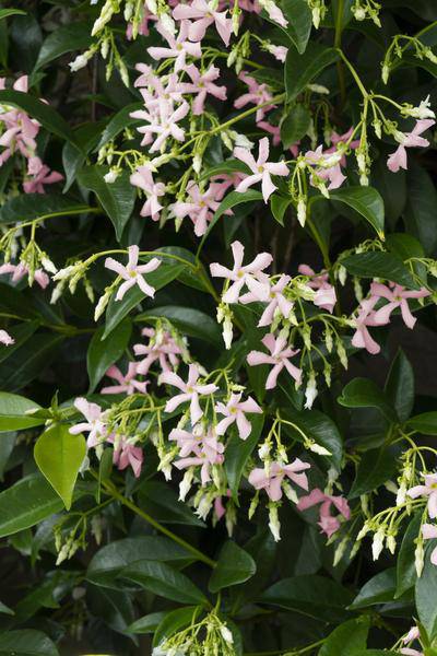 Sternjasmin Trachelospermum 'Star of Ibiza' – Rosa – Immergrüne Kletterpflanze – ca. 65cm Höhe – Duftender mediterraner Jasmin für Terrasse & Balkon 