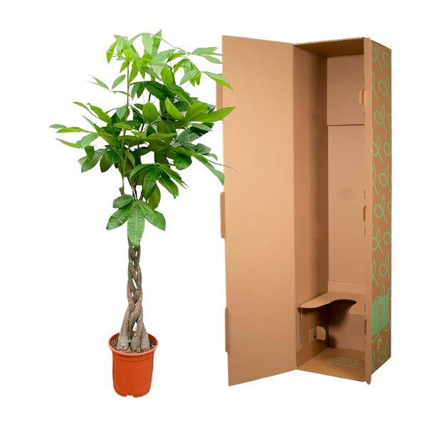 Glückskastanie – Pachira Aquatica – Zimmerpflanze 150cm – Ø27cm – Geldbaum mit geflochtenem Stamm – Exotische Grünpflanze für Wohnzimmer & Büro – Pflegeleicht 
