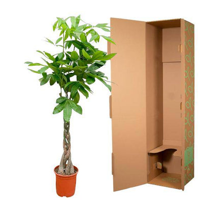 Glückskastanie – Pachira Aquatica – Zimmerpflanze 150cm – Ø27cm – Geldbaum mit geflochtenem Stamm – Exotische Grünpflanze für Wohnzimmer & Büro – Pflegeleicht 
