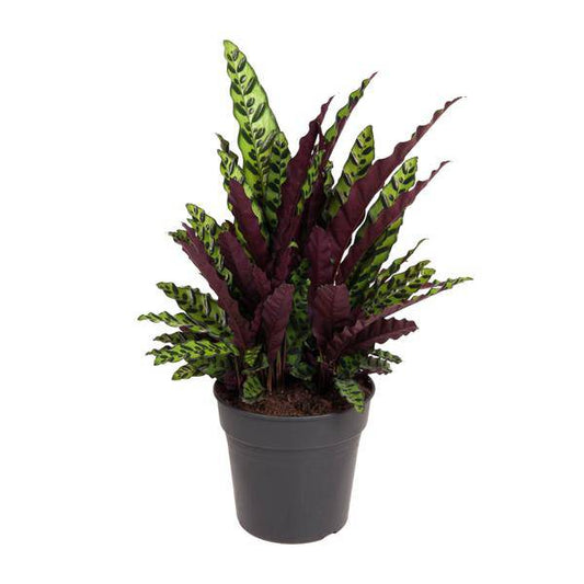 Korbmarante Calathea Lancifolia – Zimmerpflanze – Ø27cm – ↕70cm – Tropische Zimmerpflanze mit exotischem, schlangenähnlichem Blattmuster – Für Halbschatten & indirektes Licht 