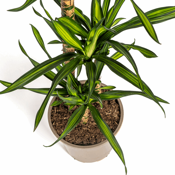 Dracaena Deremensis Rikki - Drachenbaum - Zimmerpflanze - Ø21cm - ↕90-110cm 