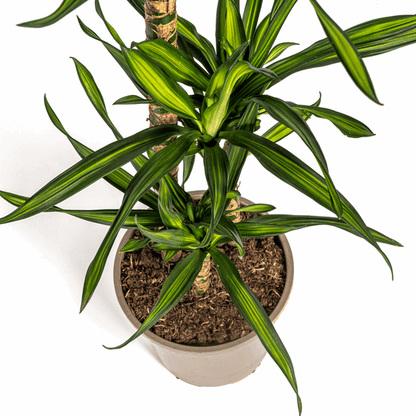 Dracaena Deremensis Rikki - Drachenbaum - Zimmerpflanze - Ø21cm - ↕90-110cm 