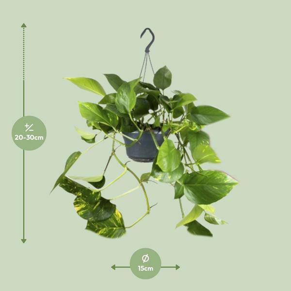 Efeutute – Epipremnum Aureum – Ø15cm x H25cm – Schneller Wuchs – Pflegeleichte Zimmerpflanze – Luftreinigend – Kletter- & Hängepflanze 
