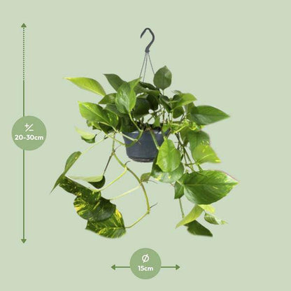 Efeutute – Epipremnum Aureum – Ø15cm x H25cm – Schneller Wuchs – Pflegeleichte Zimmerpflanze – Luftreinigend – Kletter- & Hängepflanze 
