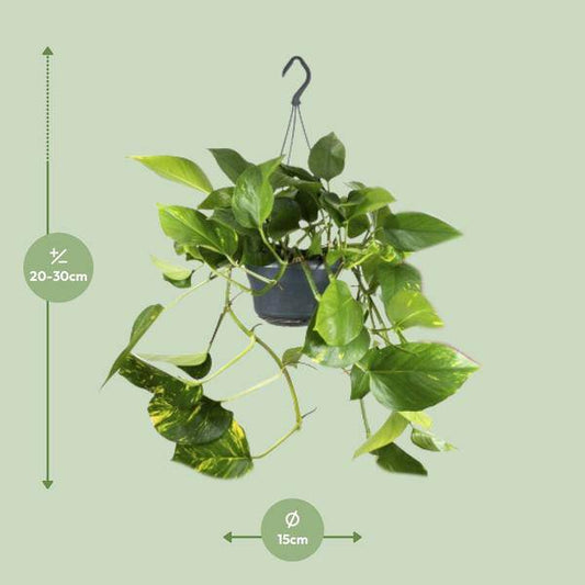 Efeutute – Epipremnum Aureum – Ø15cm x H25cm – Schneller Wuchs – Pflegeleichte Zimmerpflanze – Luftreinigend – Kletter- & Hängepflanze 