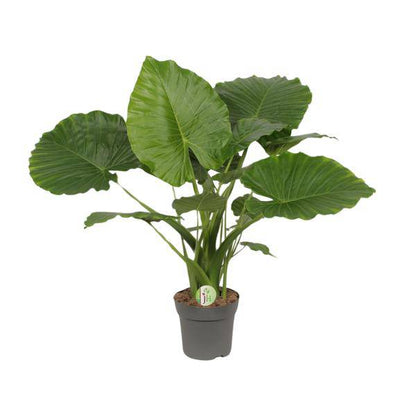 Elefantenohr - Alocasia gageana 'California'  - Zimmerpflanze - Ø21cm - ↕80cm 