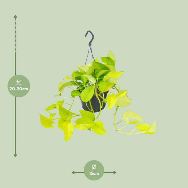 Efeutute Epipremnum Golden Pothos – Ø15cm x H25cm – Zimmerpflanze mit goldgelben Blattakzenten – Hängend & kletternd – Für Innenräume – Pflegeleicht & dekorativ 