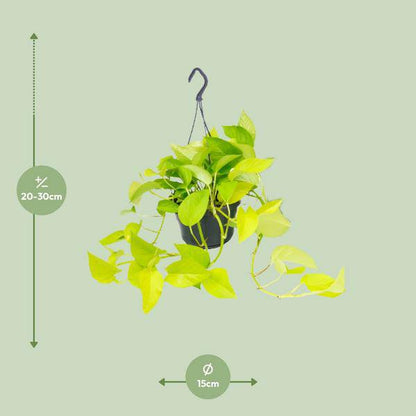 Efeutute Epipremnum Golden Pothos – Ø15cm x H25cm – Zimmerpflanze mit goldgelben Blattakzenten – Hängend & kletternd – Für Innenräume – Pflegeleicht & dekorativ 