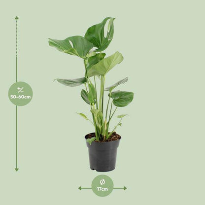 Köstliches Fensterblatt - Monstera Deliciosa - Zimmerpflanze - Ø17cm - ↕60cm 